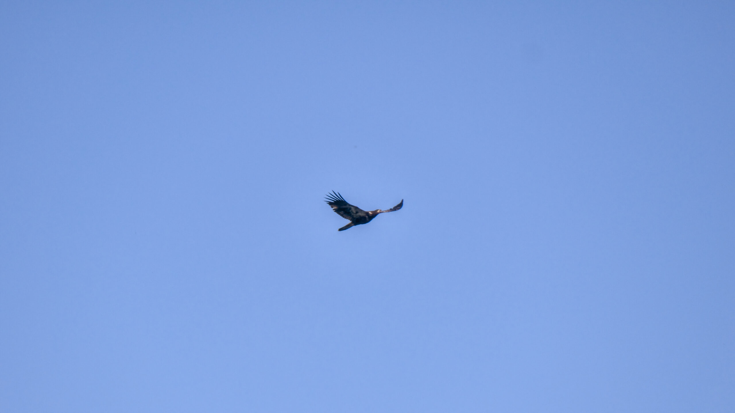 A young bald eagle in flight with wings spread against a blue sky