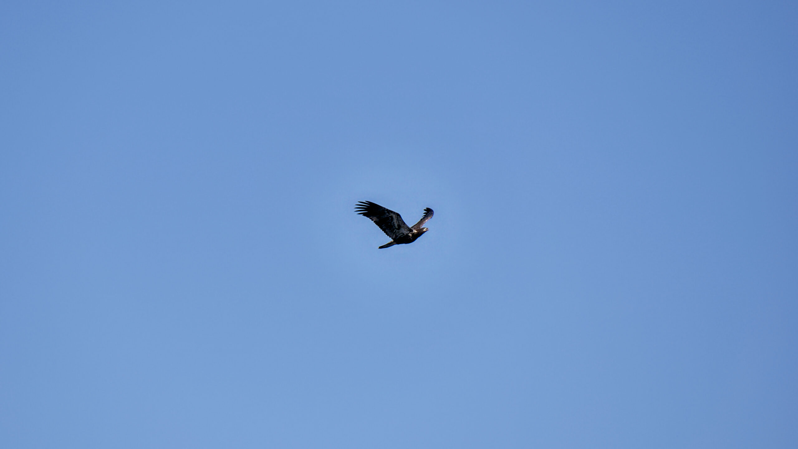 A young bald eagle in flight with wings spread against a blue sky