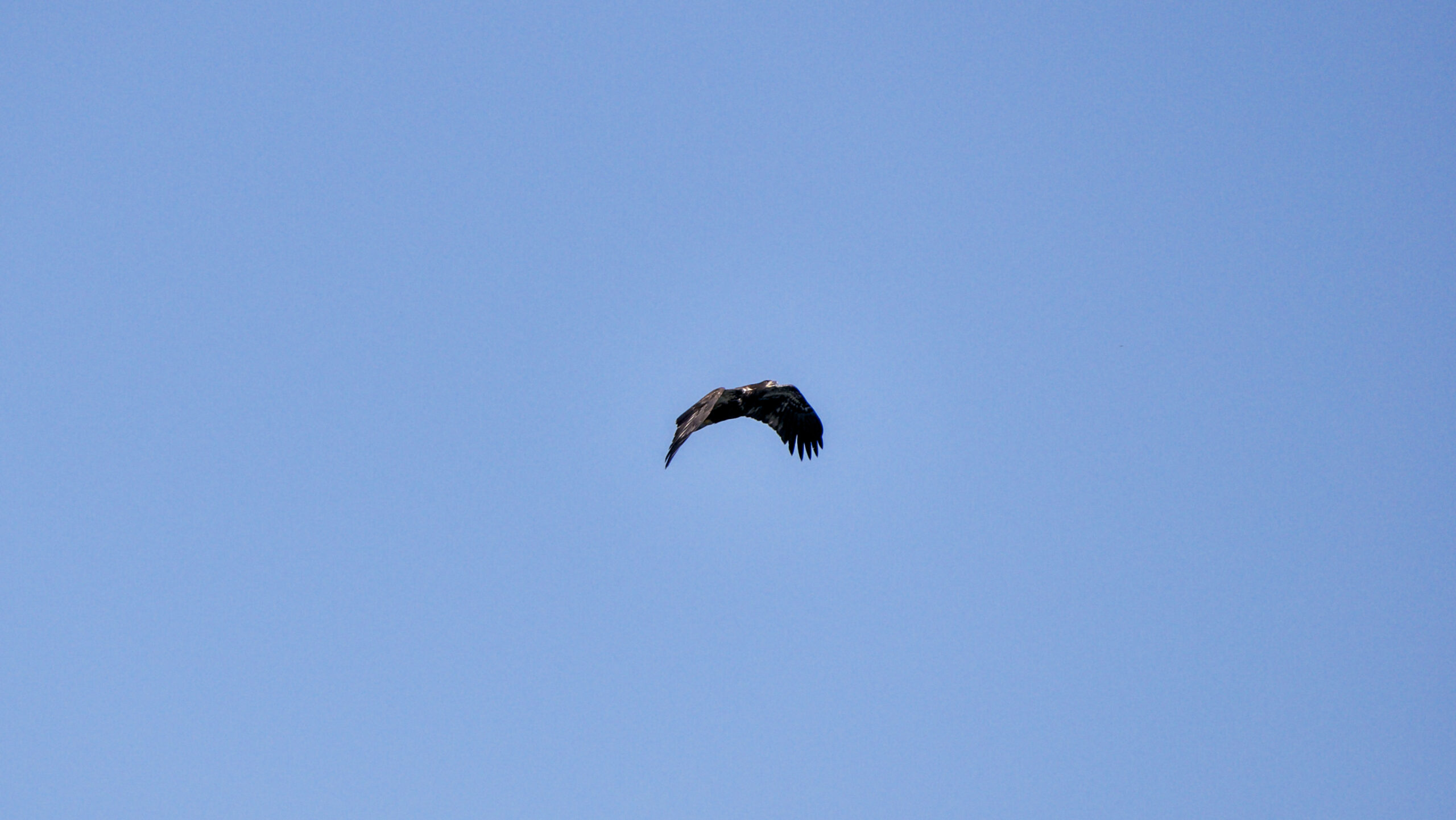 A young bald eagle in flight with wings spread against a blue sky